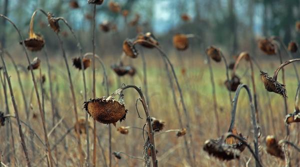 suprafata afectata de seceta a ajuns la a depasit 420 000 de hectare in 34 de judete