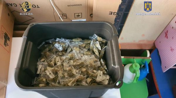 retea de traficanti de droguri anihilata la constanta