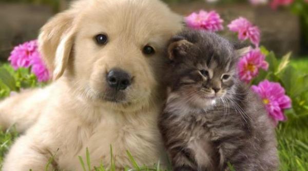 piata mondiala de produse si servicii pentru animalele de companie va ajunge la 350 de miliarde de dolari in 2027