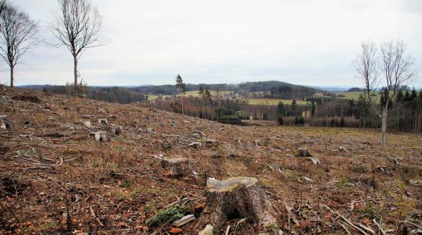 romania a pierdut anul trecut 34 de hectare de padure pe zi
