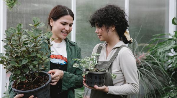 plantele de apartament se pot curata cu lapte sau bere