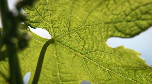 un roman de la cambridge a inventat frunze artificiale care produc combustibil din apa si lumina