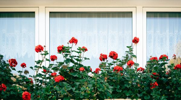 septembrie o luna importanta pentru ingrijirea florilor