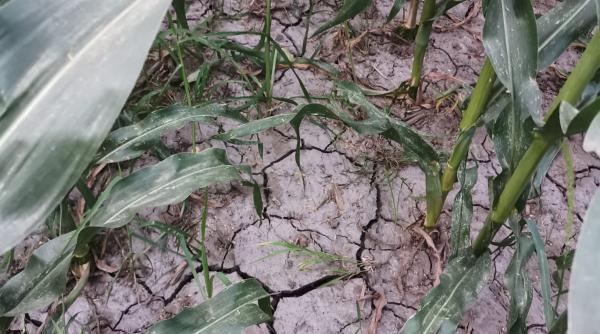 suprafata afectata de seceta a ajuns la a depasit 500 000 de hectare in 37 de judete