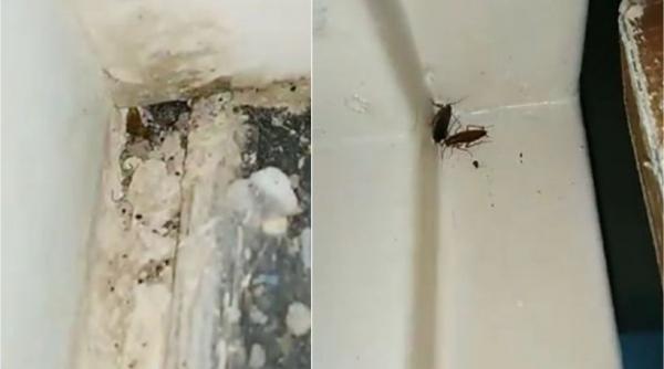 scc si groaza in spitalul din dorohoi gandaci pereti scorojiti mizerie ce spune managerul