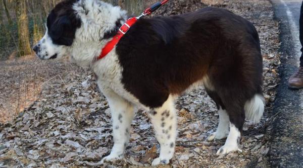 doua persoane cercetate pentru uciderea unui animal au fost retinute pentru 24 de ore