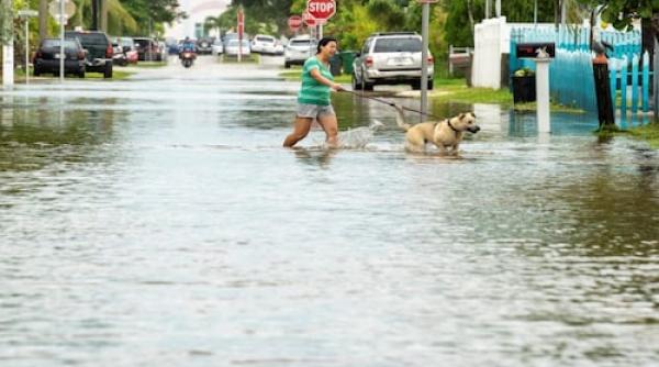 uraganul ian utilizatorii de internet posteaza un videoclip viral cu un rechin care inoata pe strazile inundate dar oare chiar asa este