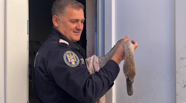 interventie isu tulcea pentru un pui de lebada