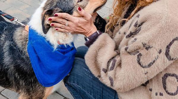 ziua cateilor la birou la primaria capitalei