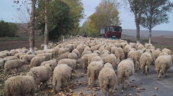 un elvetian a fost retinut dupa ce ar fi intrat intentionat cu masina intr o turma de oi