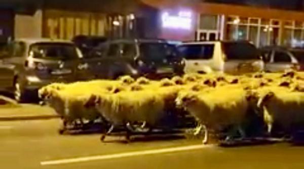 imagini virale cu turma de oi pe strazile din sibiu