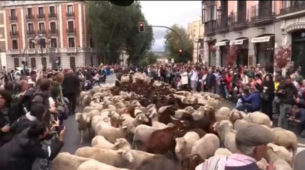 turme de oi au mers pe strazile din madrid in drum spre pasunile de iarna