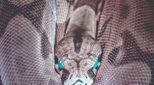 femeie mancata de un piton in indonezia