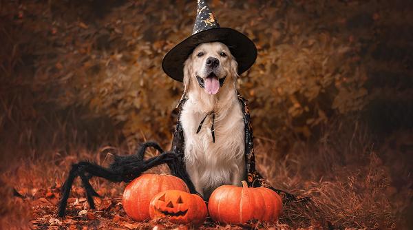 halloween cand se sarbatoreste si ce semnifica