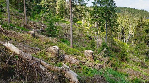 in primele noua luni ale anului politia romana a constatat 10 143 de infractiuni in domeniul silvic