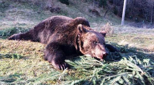 cum ar putea ajunge batranii din azile sa manance laba de urs la cina