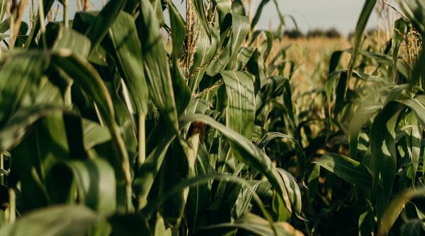 in acest an sectorul agricol se consolideaza dupa cel mai bun an din istorie analiza