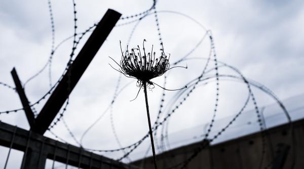 polonia va construi un gard de sarma ghimpata la granita cu rusia