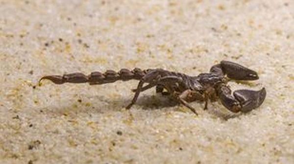 intepat de un scorpion cand se incalta un copil a murit dupa 7 atacuri de cord