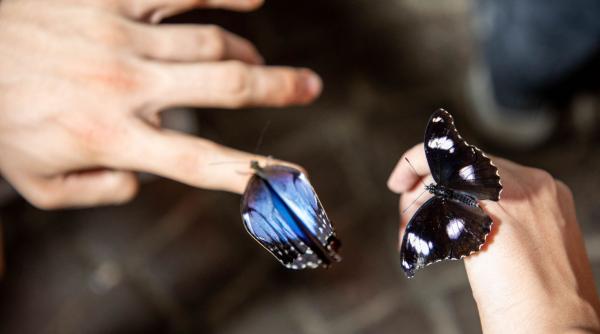 gradina fluturilor imagini din cea mai spectaculoasa gradina acoperita din lume