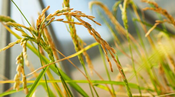 an agricol foarte tensionat marcat de seceta si razboi a mai ramas profitabila agricultura