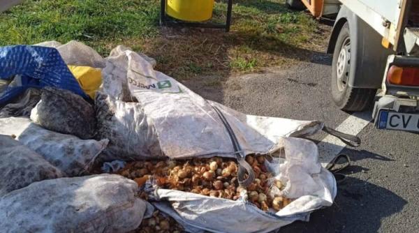 ceapa cartofi foi de varza gunoi lasat de romani pe marginea drumurilor