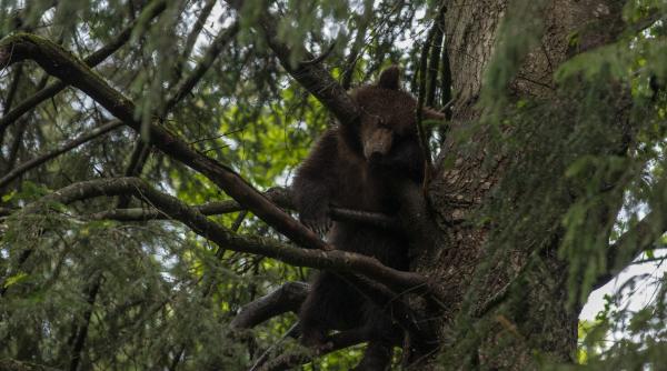 alerta in azuga un urs s a cocotat intr un copac din cimitir