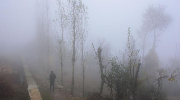 cod galben de ceata prelungit in ardeal muntenia si dobrogea