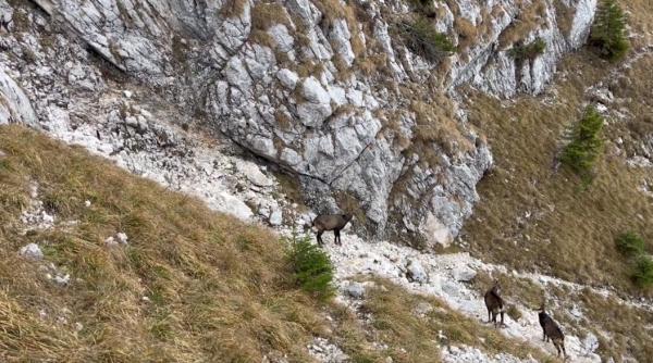 capre negre in parcul national piatra craiului din cadrul romsilva