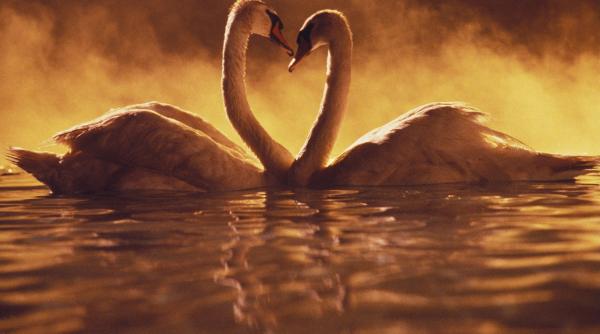 zodiile si dragostea la prima vedere