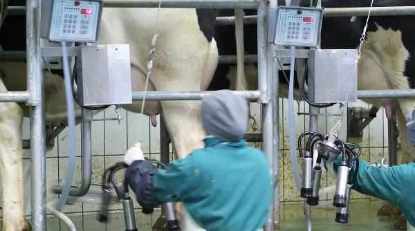 producatorii de paine ulei si lactate pot lua granturi de pana la 500 000 euro de la stat