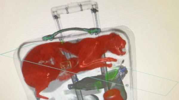 aeroport pisica scanner raze x