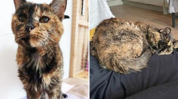 batrana pisica lume guinness world records