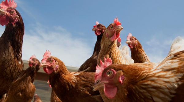 schema ajutor crestere animale cereri prelungit comisia europeana