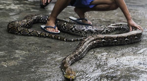 baiat piton piscina bunic rani