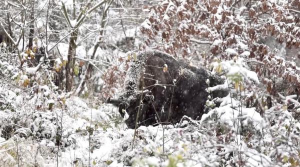 zimbru impunator romania ninsoare padure frumusete