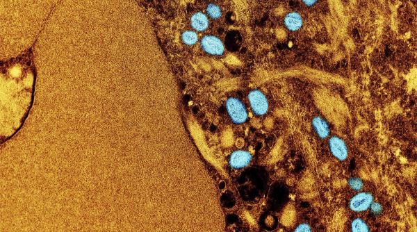 oms variola maimutei mpox