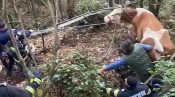 vaca cazuta prapastie salvata pompieri hunedoara