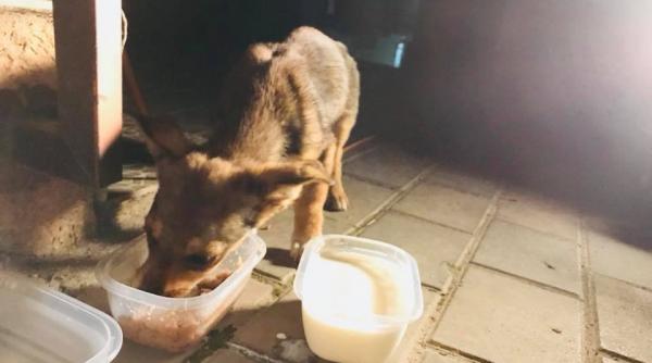 amendat abandonat catel marginea drumului