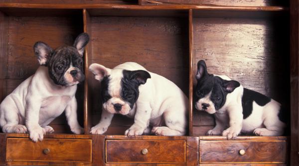 cei mai blanzi caini rase nu musca iubitori copii