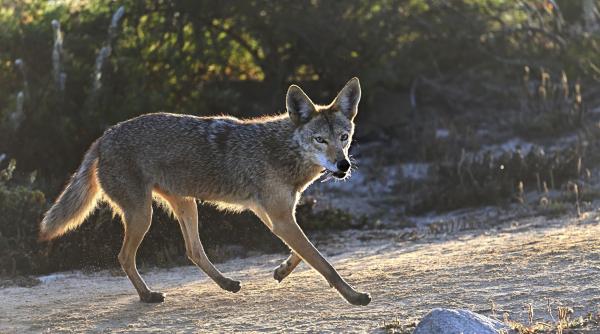 fetita atacata coiot