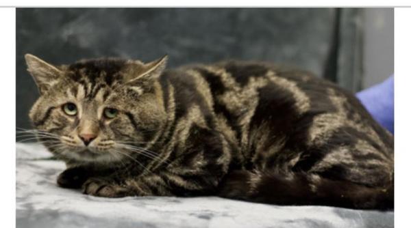 fishtopher pisica depresiva trista adoptata