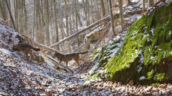 romania salbatica piatra craiului urs lupi vulpi cerbi