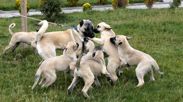 sase caini otraviti rasa kangal stana arad