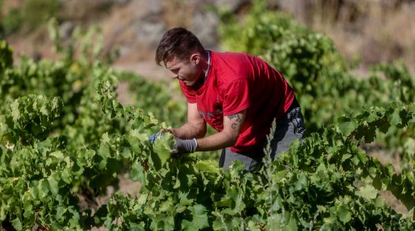 fermier pesticid despagubiri