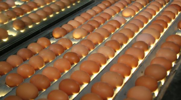 pret oua scumpiri craciun