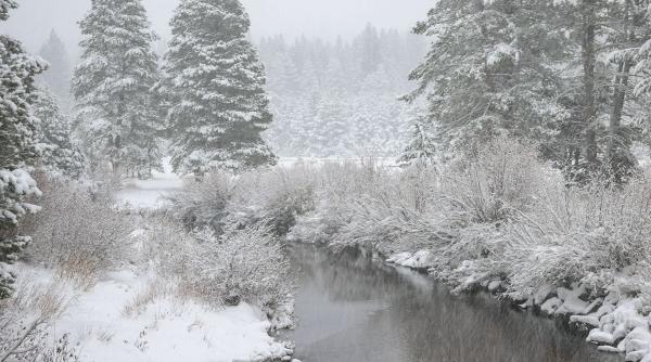 anm cod galben ninsori viscolite zapada