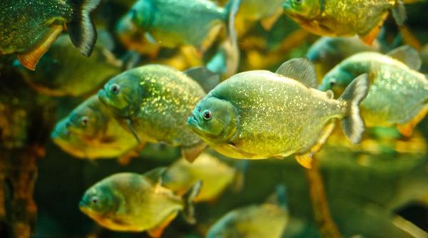 mare acvariu cilindric explozie berlin 1 500 pesti exotici pardoseala hotel