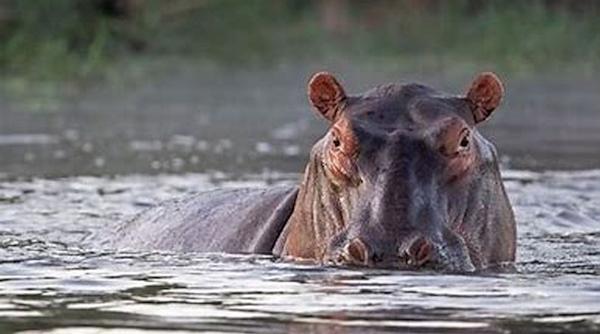 hipopotam atac copil ranil spital uganda