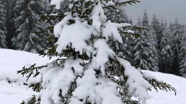 temperaturi mijlocul lunii ianuarie